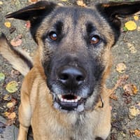 CORNICHON, chien à adopter