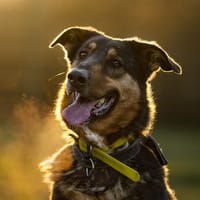 MANGO, chien à adopter