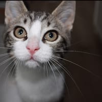 LEFFE, chat à adopter