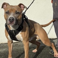 CALCIUM VAA, chien à adopter