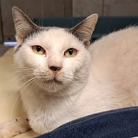 HORACE, chat à adopter