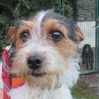 FABIA, chienne à adopter