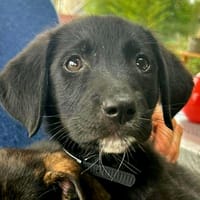 Luna, chienne à adopter