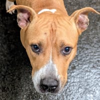 POTRIE, chienne à adopter