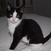 PIETRA, chatte à adopter