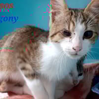 Agony, chat à adopter