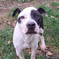 HOOK, chien à adopter