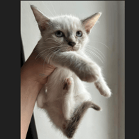 AÏDA, chatte à adopter