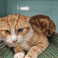 MAIGRICHON, chat à adopter