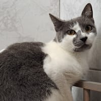 CHAT OUILLE, chatte à adopter