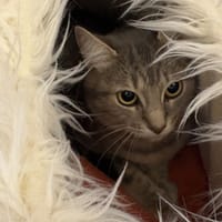 NAYA, chatte à adopter