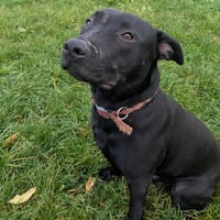 KAIDO, chien à adopter