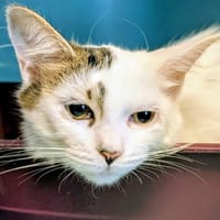 MOON, chatte à adopter