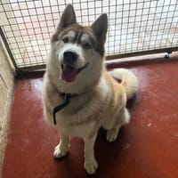 Winsmoke dit Wiwi PAA23083, chien à adopter