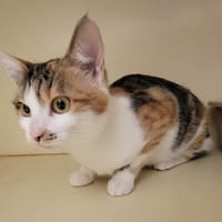 DAISY PAB28199, chatte à adopter