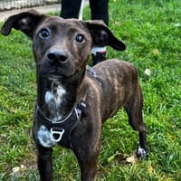 GLYCINE VAA, chienne à adopter