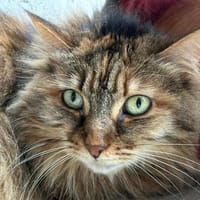KINDRED, chatte à adopter