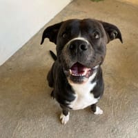 Bounty, chien à adopter