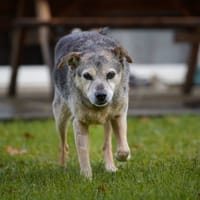 Youki, chien à adopter