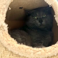 FRANKENMIAOU, chat à adopter