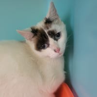 Mino, chatte à adopter