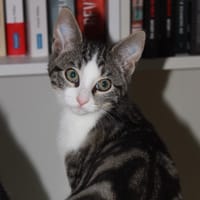 Kwak, chat à adopter