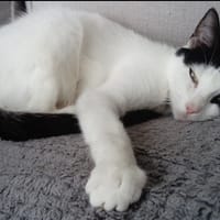 Despé, chatte à adopter