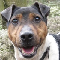 CHESTNUT, chien à adopter