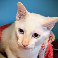 OLAF, chat à adopter