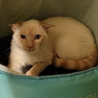 MICHELANGELO PAB28072, chat à adopter