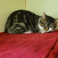 ALLY PAB28201, chat à adopter