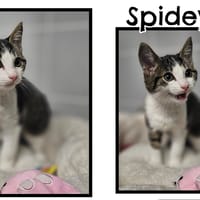 SPIDEY, chat à adopter