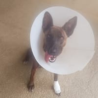 Nala, chienne à adopter