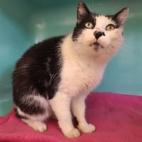 MINETTE, chatte à adopter