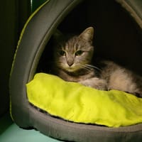 ANGELYS PAB28192, chatte à adopter