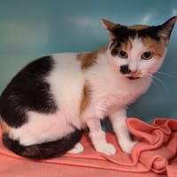 Paola, chatte à adopter