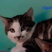 CIgalle, chatte à adopter
