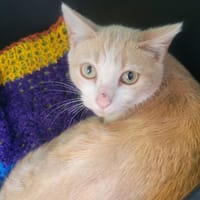 Timo, chatte à adopter