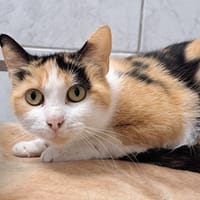 CIBOULETTE, chatte à adopter