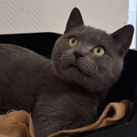 ASTRO, chat à adopter