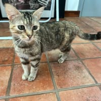 VAGHERA, chatte à adopter