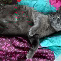 ROMEO PAB27778, chat à adopter