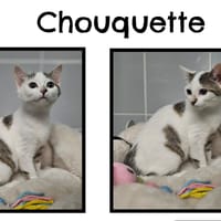 Chouquette réservée, chatte à adopter