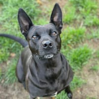 KAYA, chienne à adopter