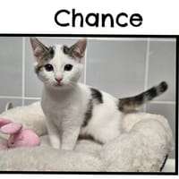 CHANCE(Réservée), chatte à adopter