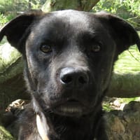 JOBARD, chien à adopter