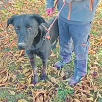 KYBBA, chien à adopter