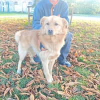 APPOLON, chien à adopter