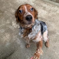 SCRAPS, chien à adopter