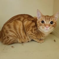 BRIOCHE, chat à adopter